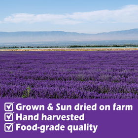 HAVNDRAE lavender stems for tea infusion with fragrant natural flavor