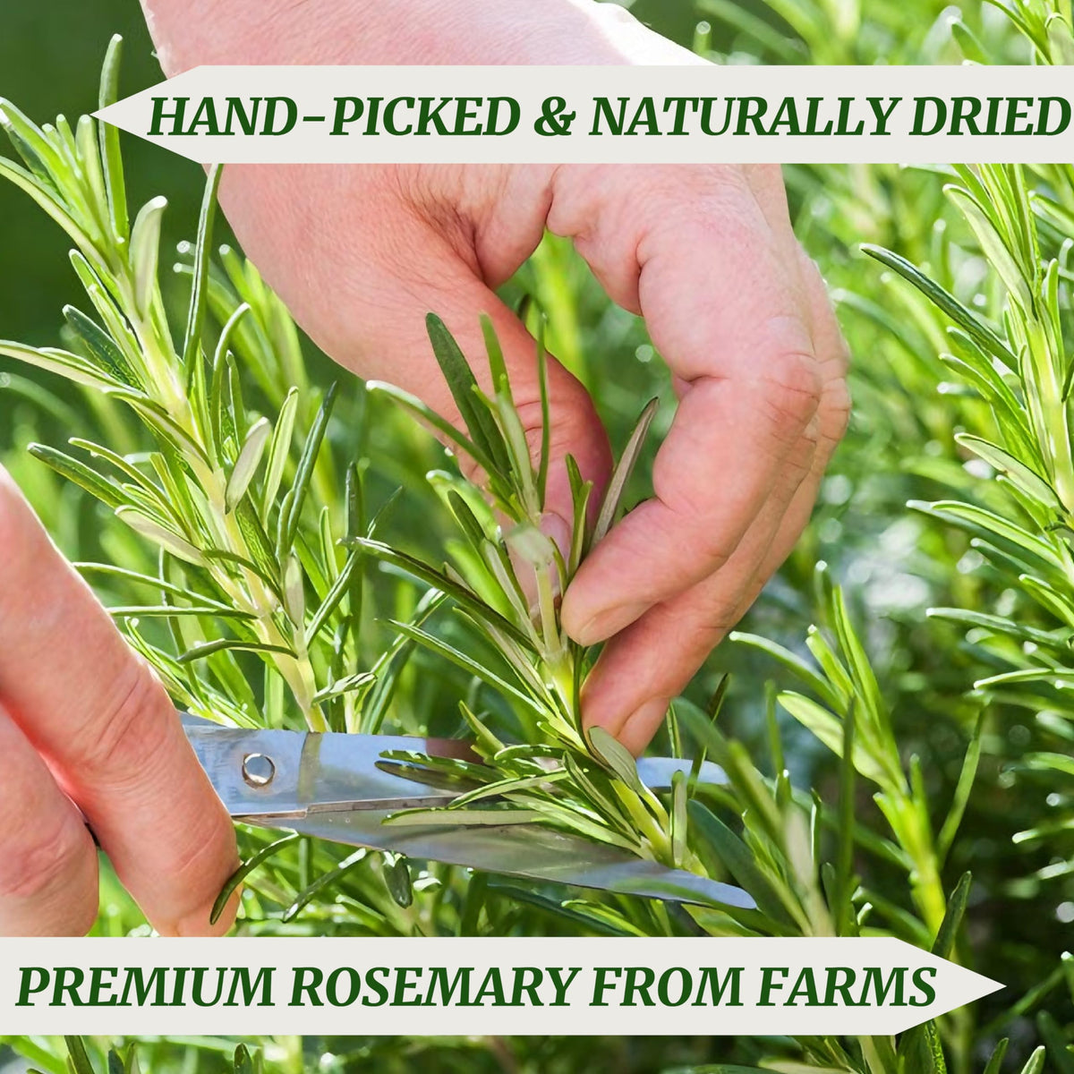 HAVNDRAE rosemary aroma close-up highlighting essential oils and freshness.