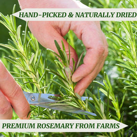 HAVNDRAE rosemary aroma close-up highlighting essential oils and freshness.