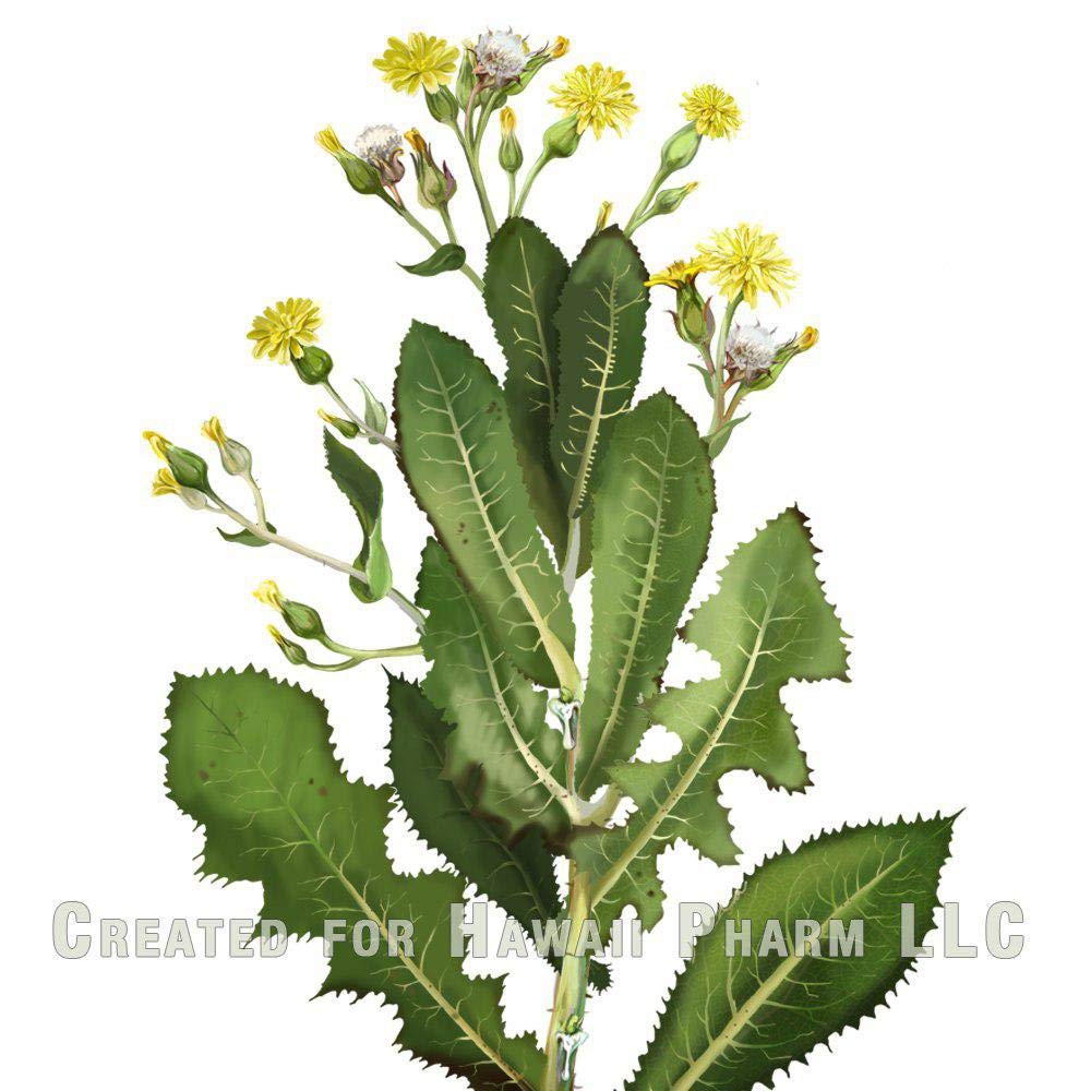 Hawaii Pharm Wild Lettuce product packaging conveys artisanal care and professional-grade sourcing.