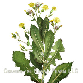 Hawaii Pharm Wild Lettuce product packaging conveys artisanal care and professional-grade sourcing.