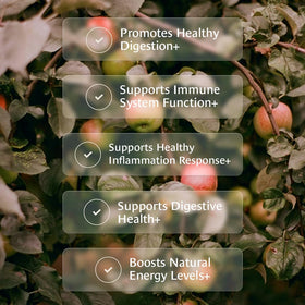 Healing Leaves Tea origin farm scene emphasizes regenerative organic sourcing in the USA.
