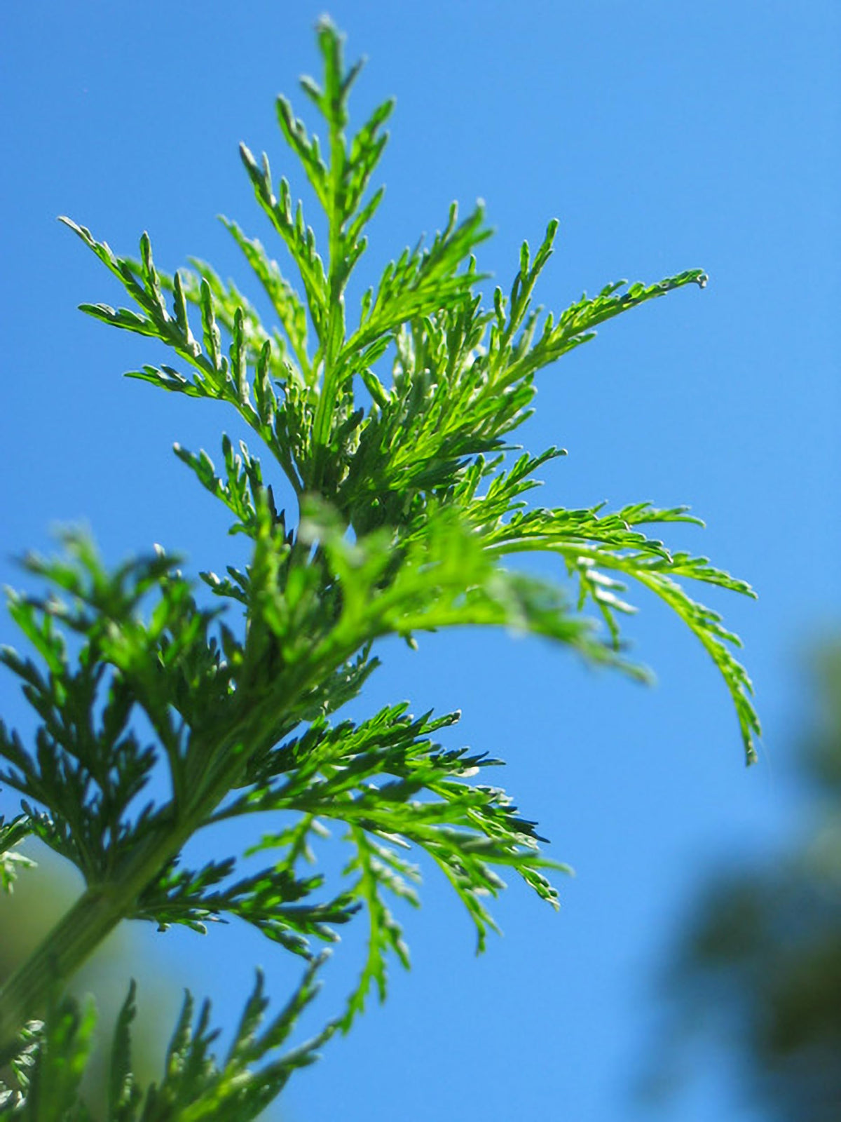 Herb Pharm Artemisia Annua gluten-free non-gmo stamp reinforces trusted quality.