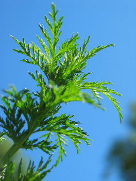 Herb Pharm Artemisia Annua gluten-free non-gmo stamp reinforces trusted quality.