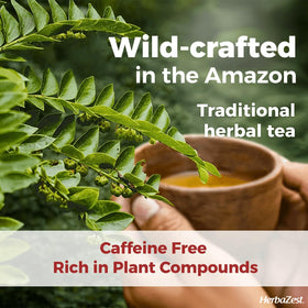 HerbaZest Chanca Piedra Tea wildcrafted from the Peruvian Amazon supporting mindful sourcing.