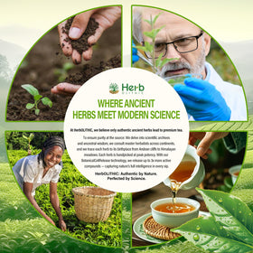 HerbOLITHIC Burdock and Cassia Seed contribute gut-supporting cleansing properties.