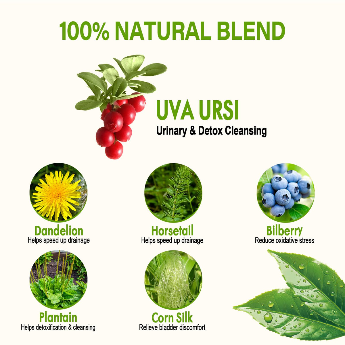 HerbOLITHIC tea box packaging highlights the 6-in-1 blend for everyday wellness.