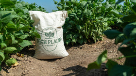 Close-up of High Plains Great Northern White Beans emphasizing quality and origin