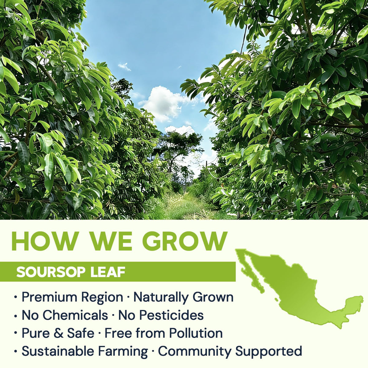 HIIHONE Soursop Leaf Tea packaging box preserves peak aroma and freshness