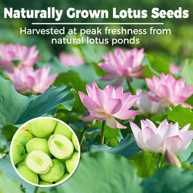 HJUOOKD peeled lotus seeds close-up for smooth texture in dishes.
