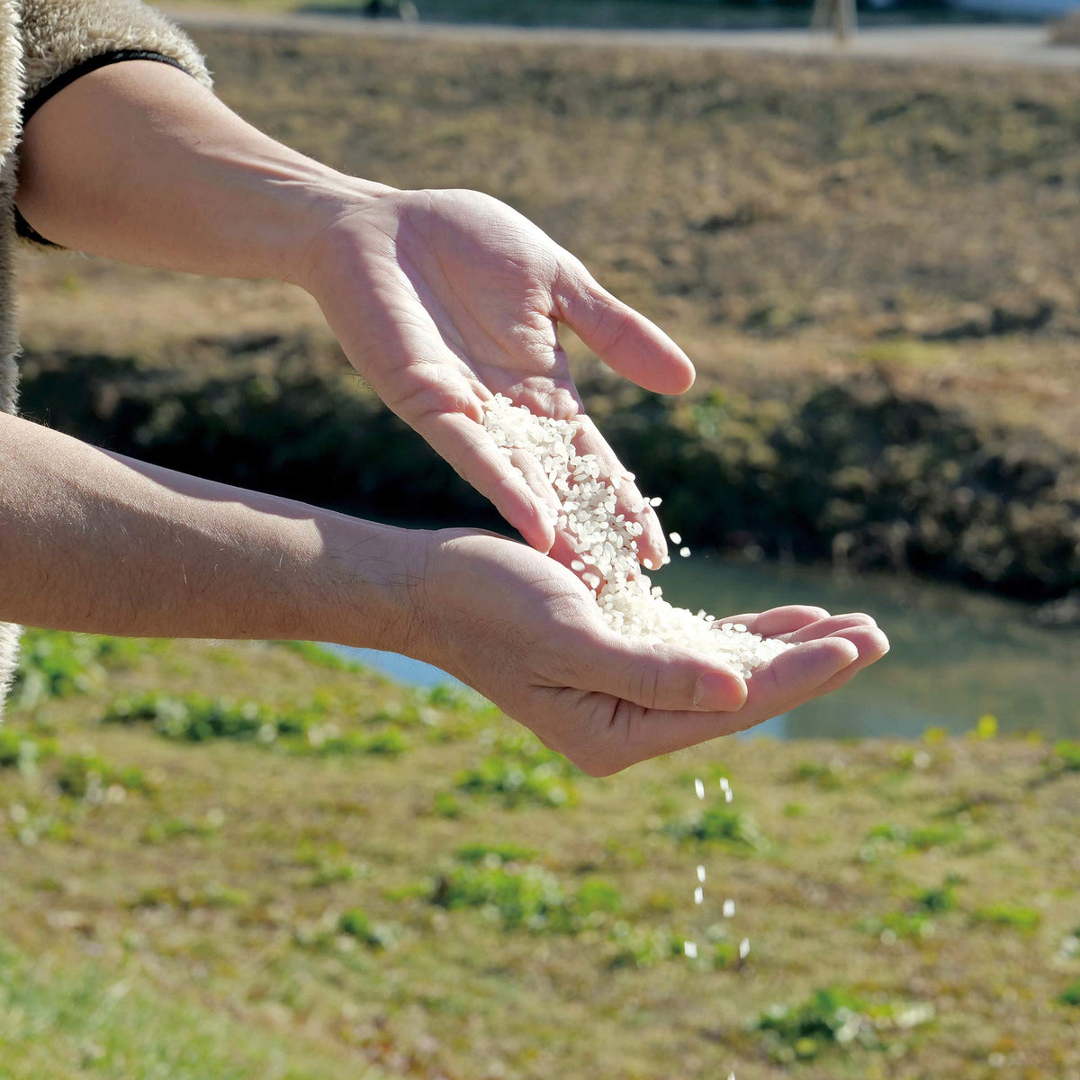 Hokkaido Yumepirika cooked rice on a porcelain dish, highlighting beautiful luster.