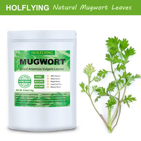 HOLFLYING mugwort leaves with sage-like scent for calming blends.