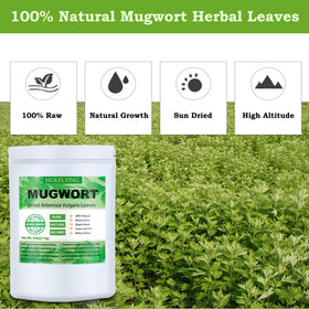 HOLFLYING mugwort close-up highlighting silvery fuzz and earthy aroma.