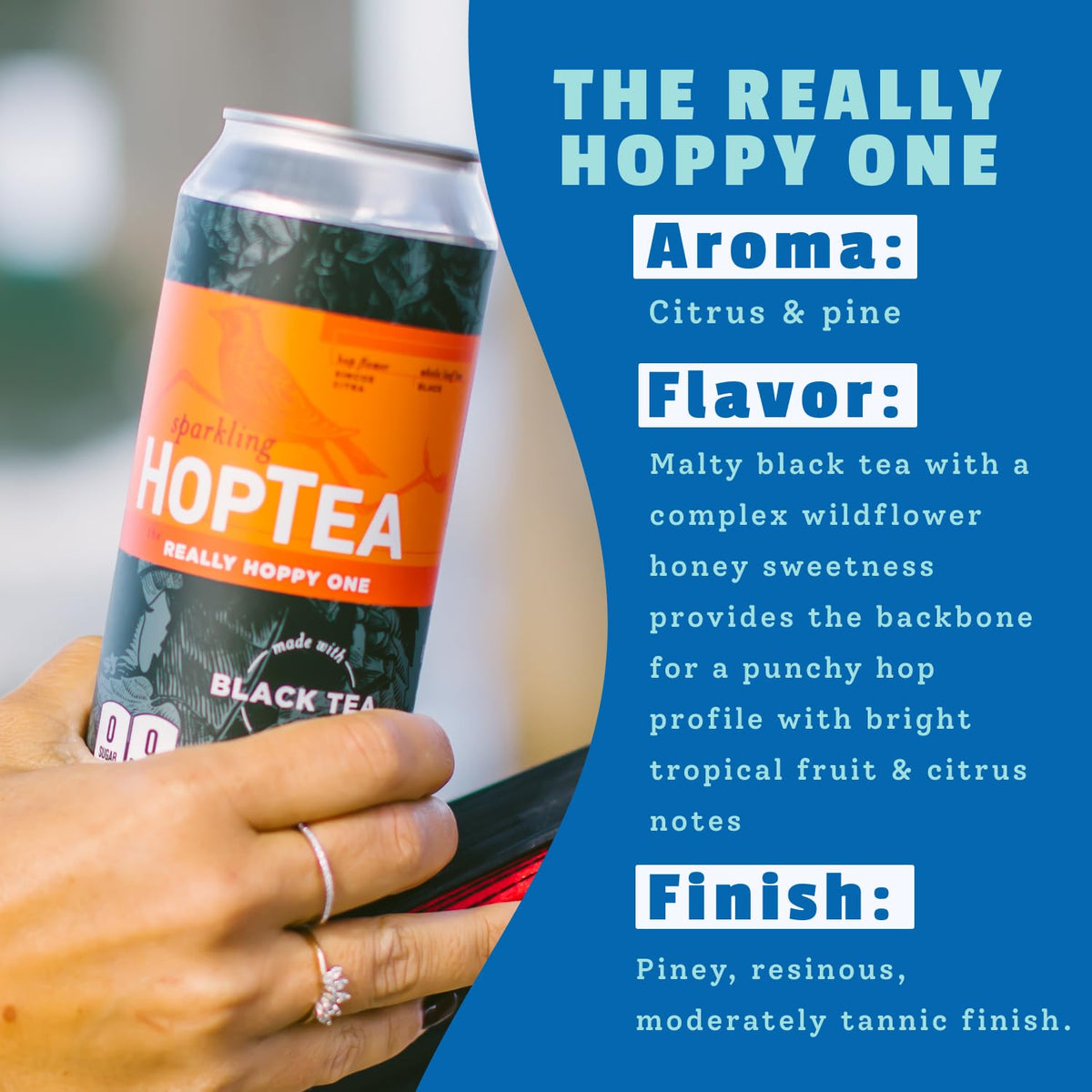 Hoplark Black Tea Hop closeup with citrus and pine aromas