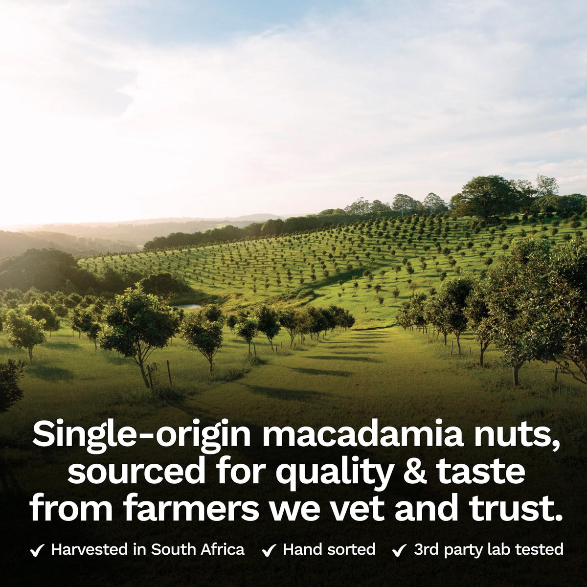 House of Macadamias in a bowl, showcasing creamy texture ideal for snacking.