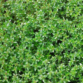 HQOExpress Organic Thyme in a simmering pot elevates soups and stews
