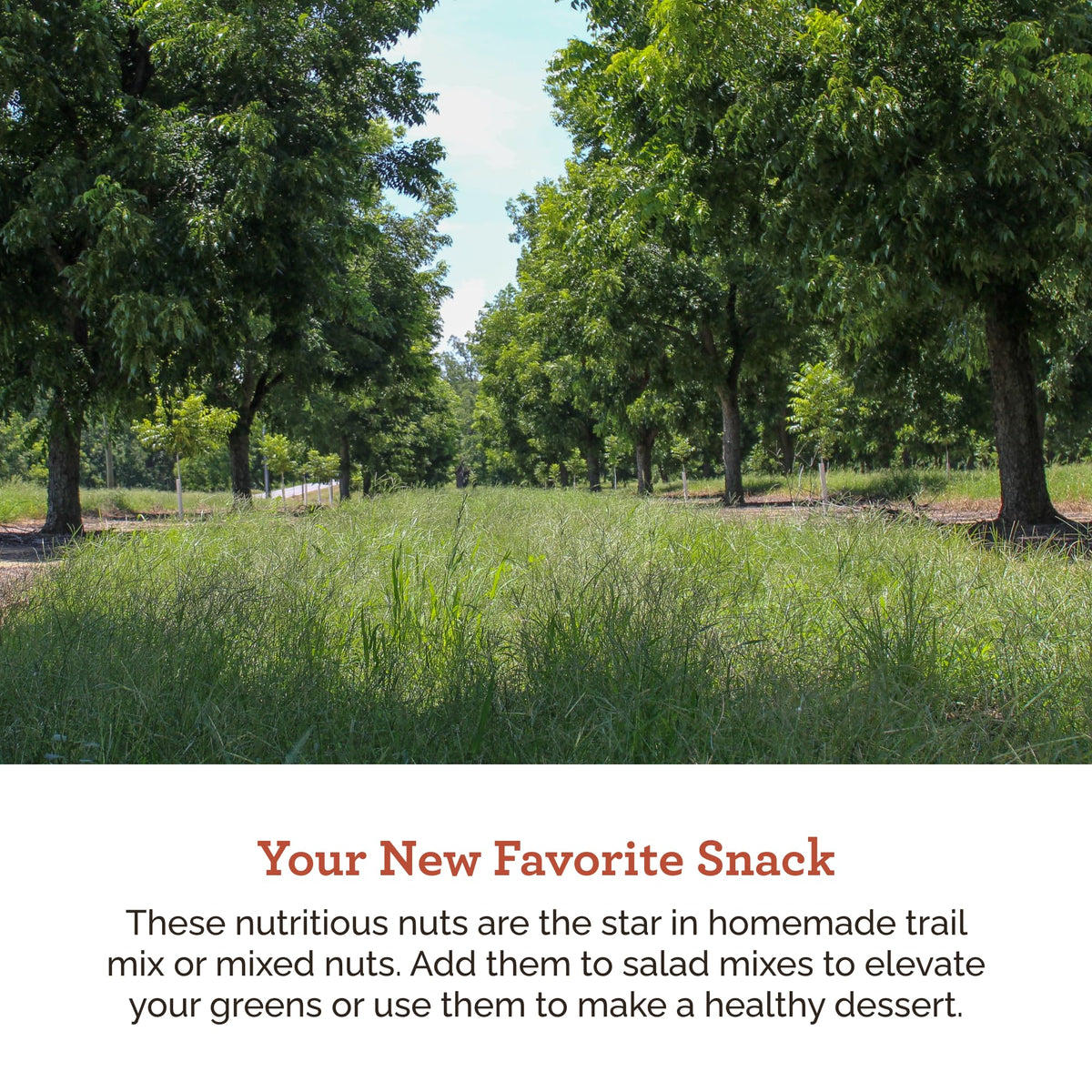 Hudson Pecan Company small pecan pieces perfect for baking and ice cream topping.