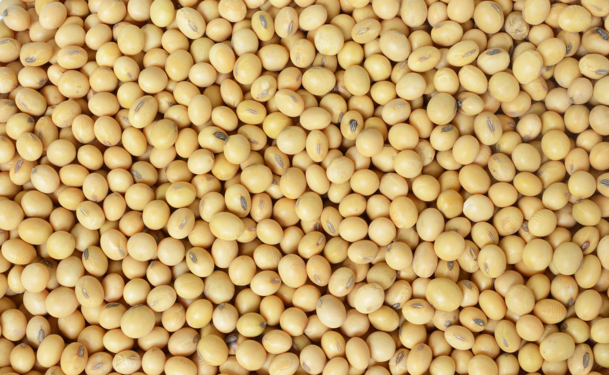 Hunza Organic Soybeans in a thick 4mil plastic bag for durability.