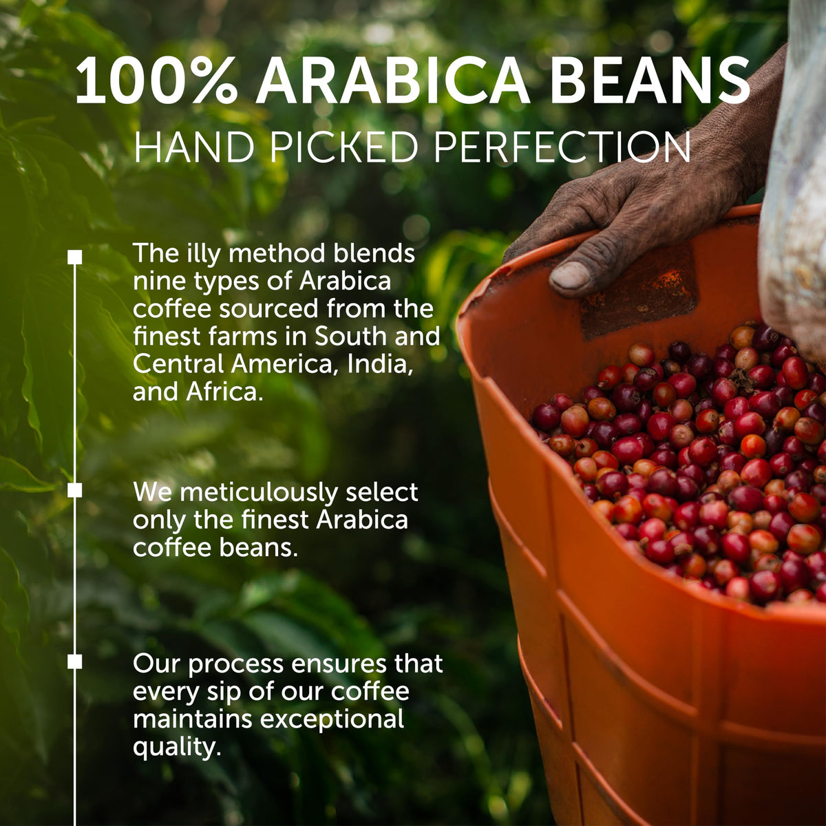 illy Arabica bean selection from multiple regions supports consistent quality.