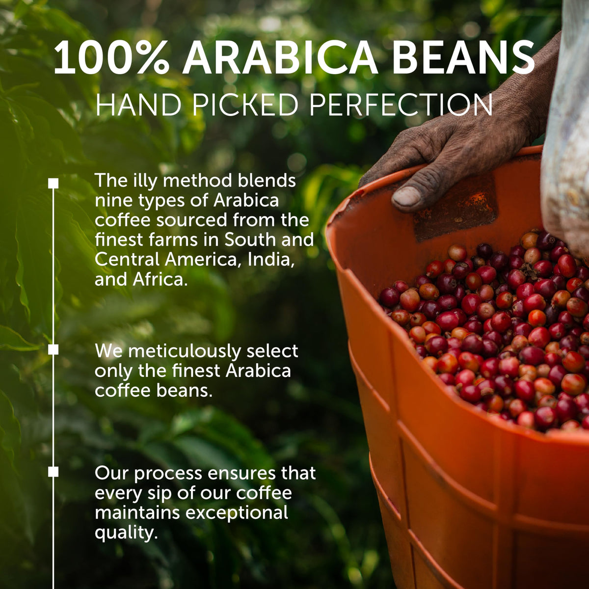 Illy cocoa and dried fruit notes highlight the rich aroma in every cup.