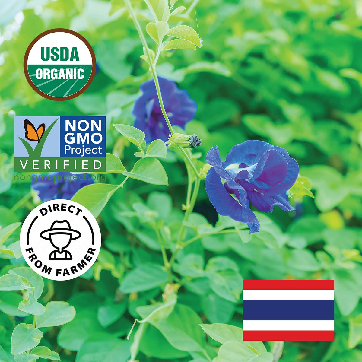 Incas butterfly pea tea packaging Northern Thailand emphasizes sustainable, fresh sourcing