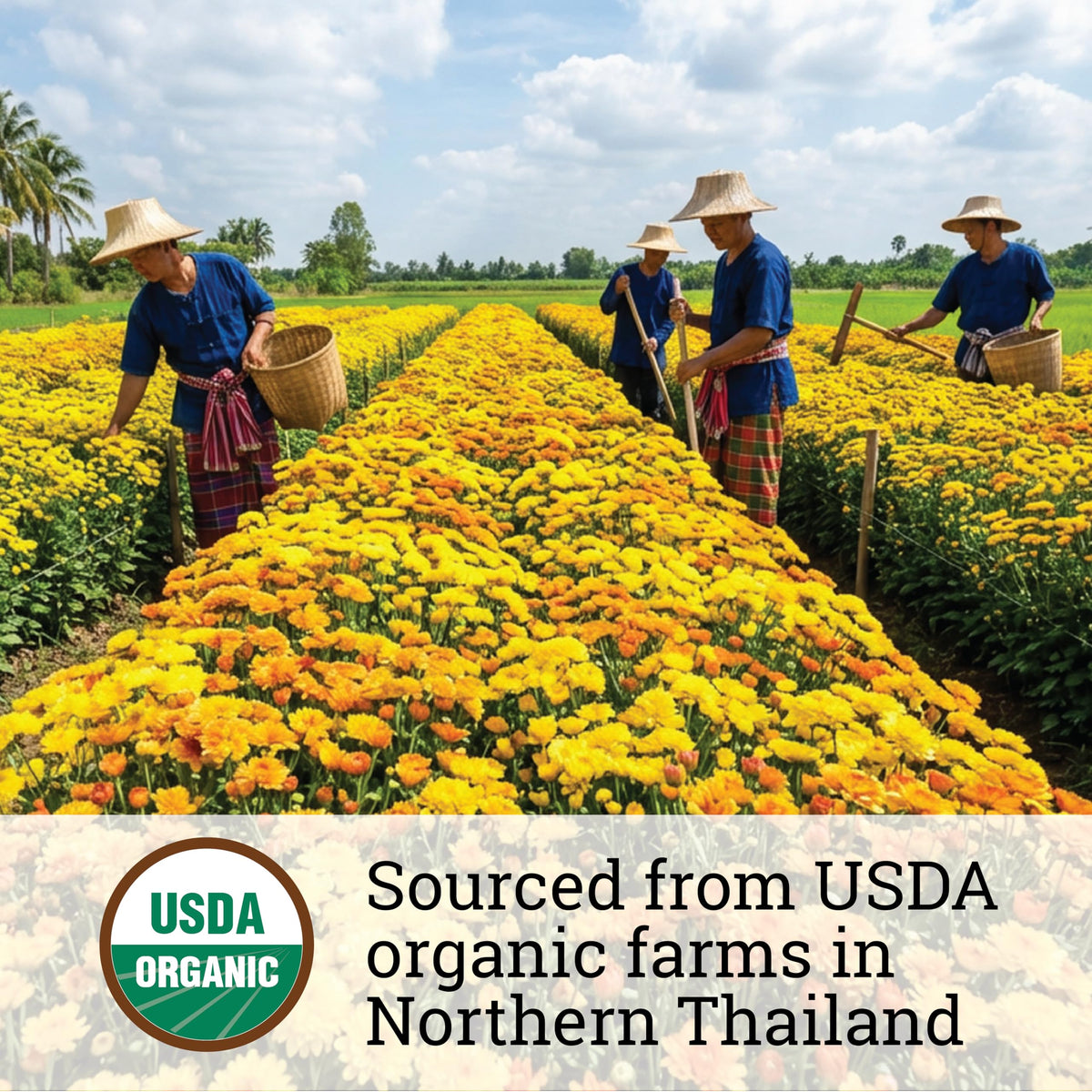 Incas Chrysanthemum Tea antioxidants and minerals in the infusion