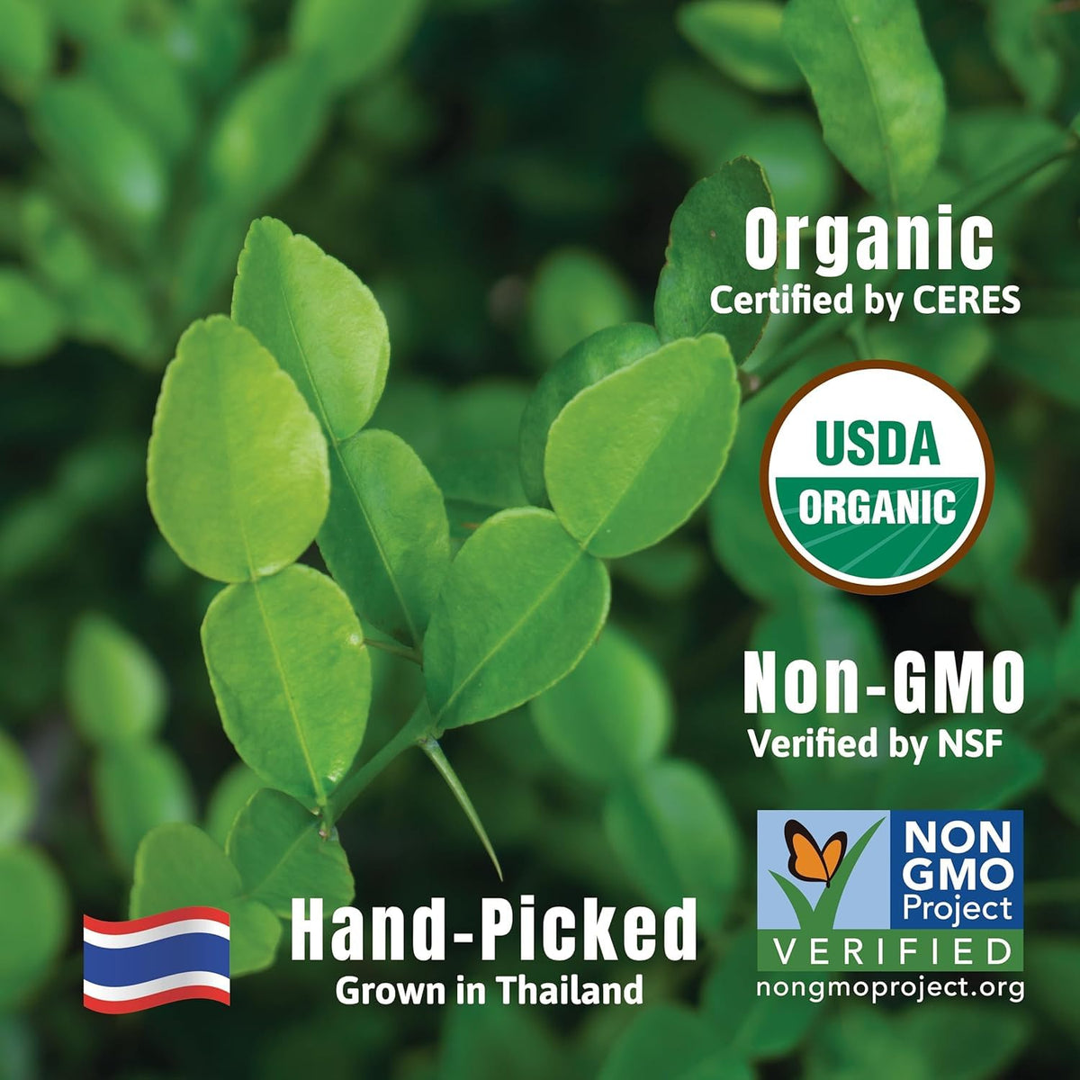 Incas kaffir lime leaves close-up aroma for fragrant Thai meals