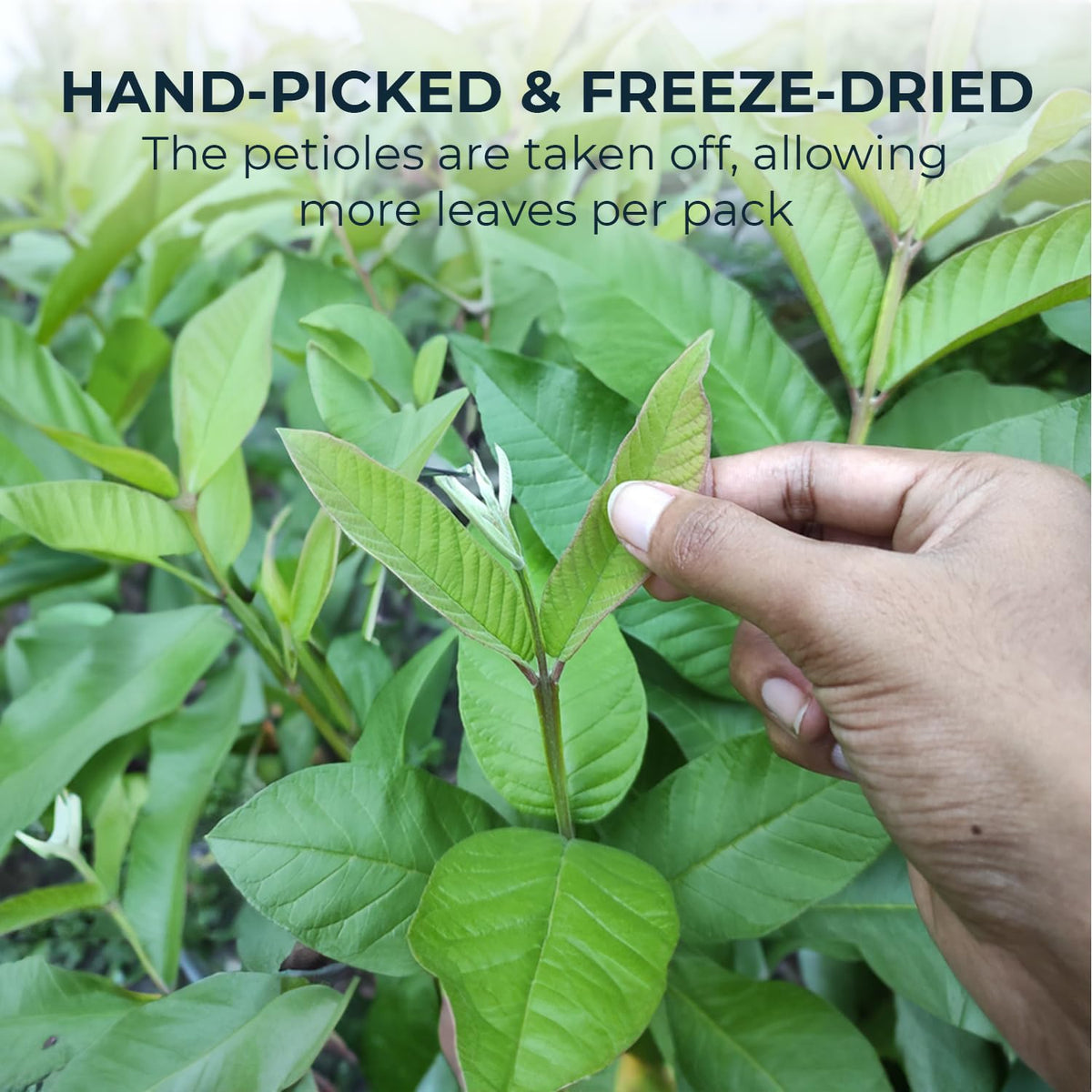 INJOY YOUR VITALGRI:N Handpicked leaves deliver bright flavor in a hot cup.