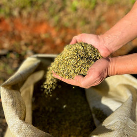Dry leaves bundle showing traditional Uruguayan processing and authentic character.