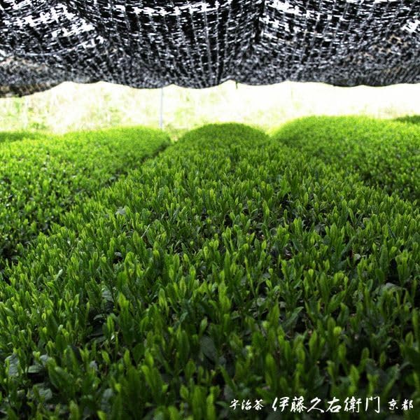 Kyoto Uji tea fields provide origin context.