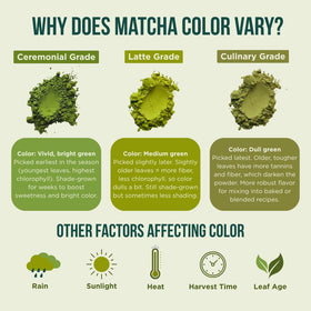 Jade Leaf Matcha Latte Mix frothing helps create creamy latte texture.