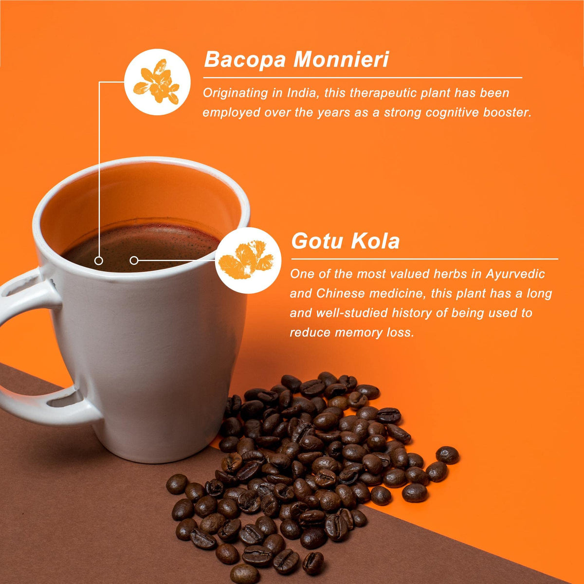Javita Arabica bean closeup highlighting premium quality for a bright start.