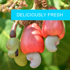 Jaybee's Roasted Salted Cashews packaging, resealable bag preserving freshness.