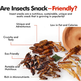 Jerky-n-Spice HotLix Crick-ettes six-pack presentation for easy gifting and tastings