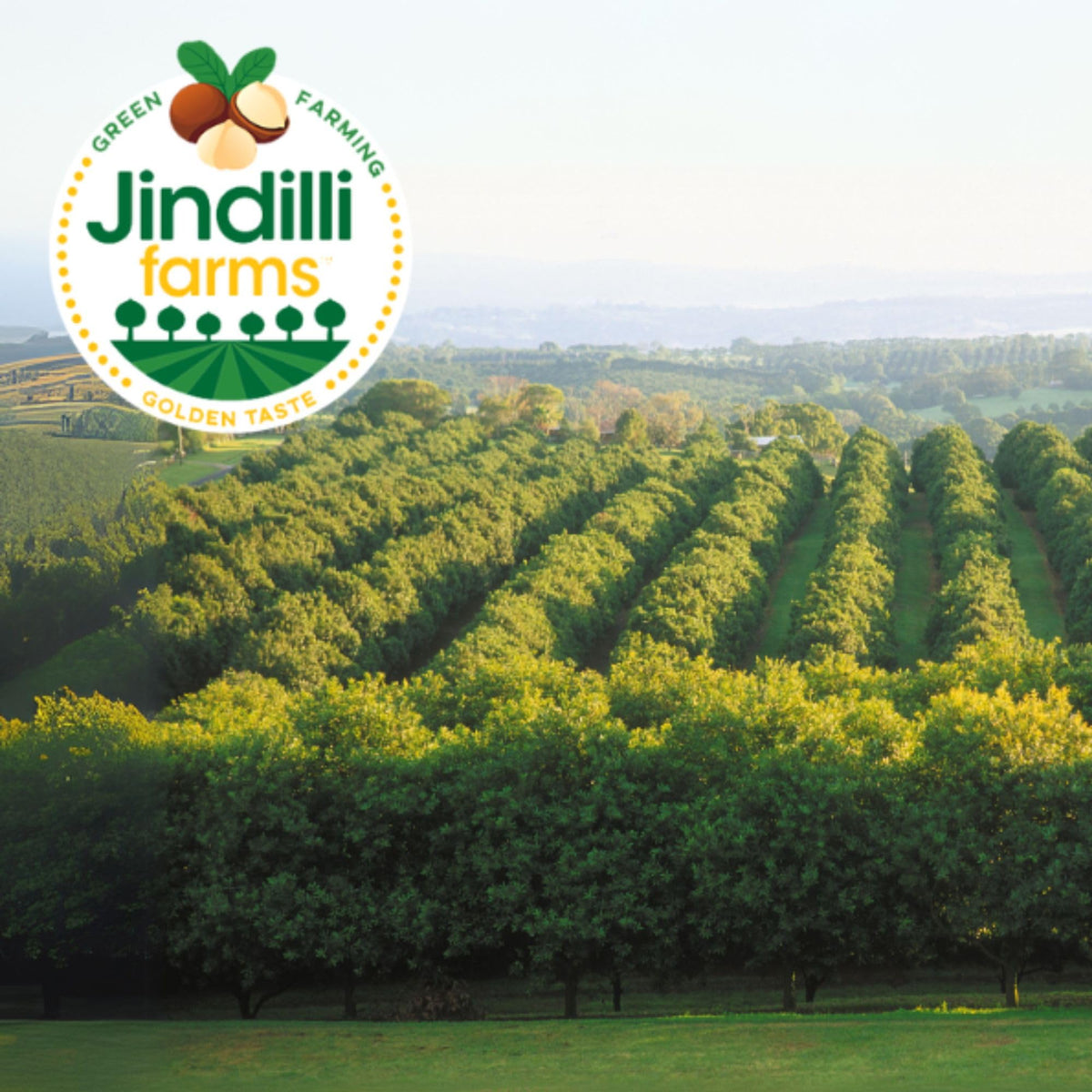Jindilli Farms Macadamia Oil Australian origin highlights sustainable sourcing and quality