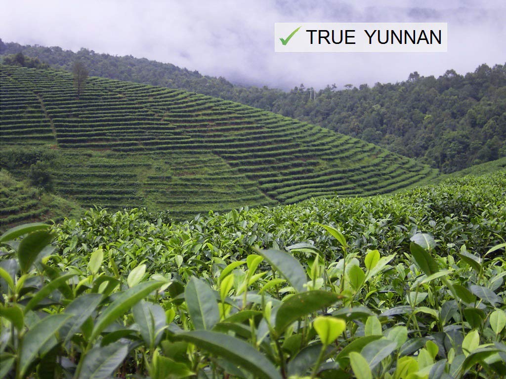 Jinglong Tea Factory brewing cup scene for easy preparation