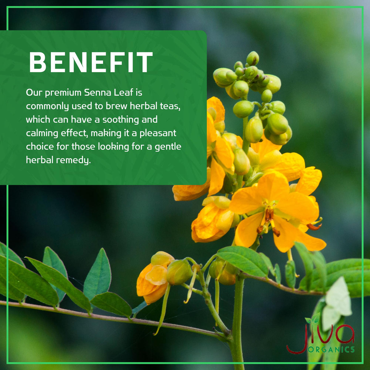 Jiva Organics dry senna leaves close-up emphasizing natural harvest.