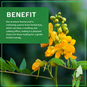 Jiva Organics dry senna leaves close-up emphasizing natural harvest.