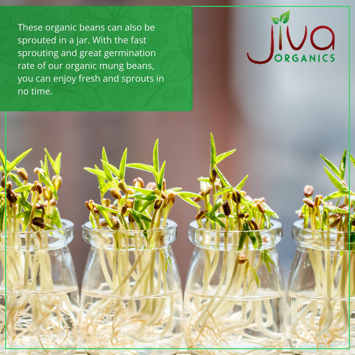Resealable bag of Jiva Organics mung beans for bulk storage