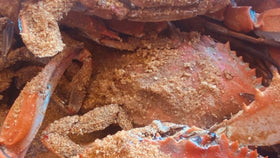 J.O. crab seasoning dry spice pile displays rich color and texture.