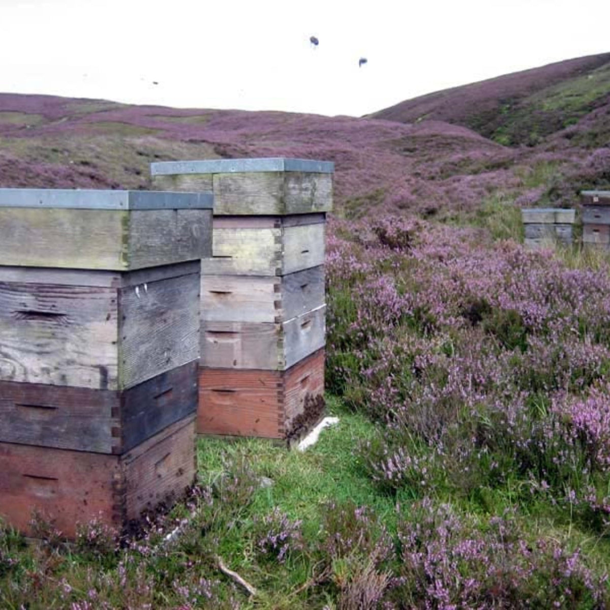 John Mellis Apiaries heather fields bloom scene hints August harvest.