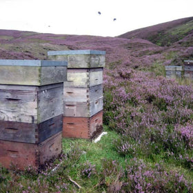 John Mellis Apiaries heather fields bloom scene hints August harvest.