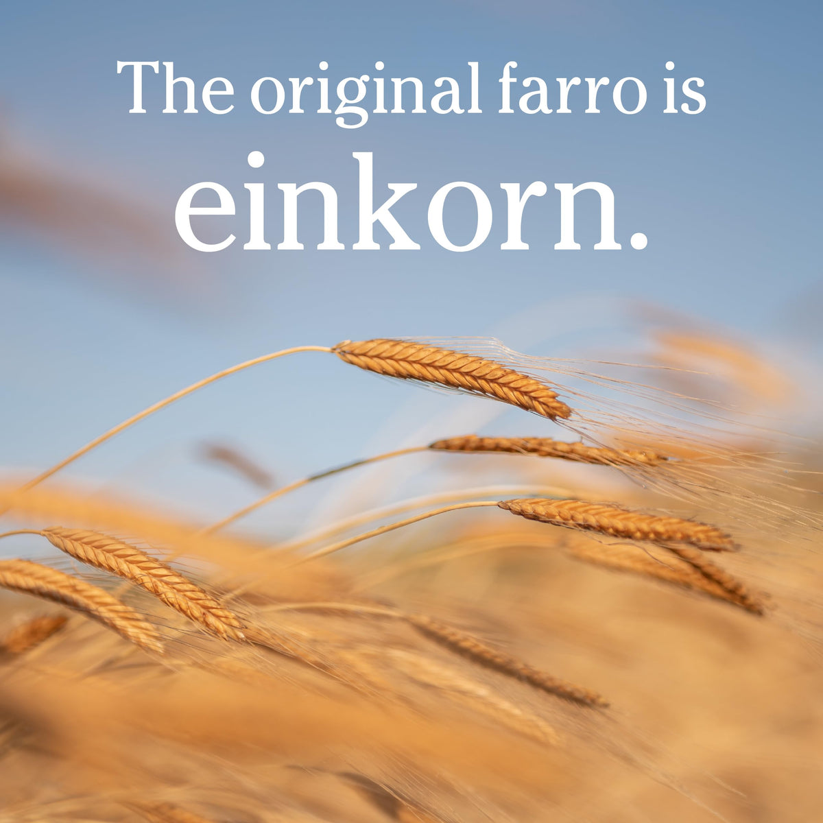 Jovial Einkorn berries ground into flour for whole grain baking.
