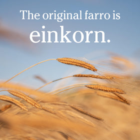 Jovial Einkorn berries ground into flour for whole grain baking.