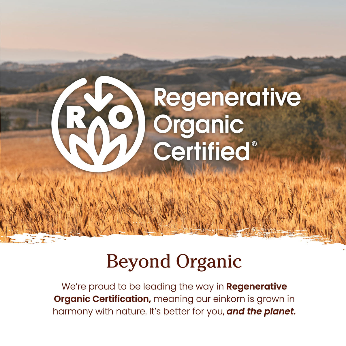 Jovial Einkorn farm field highlighting biodiversity and organic farming