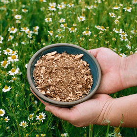 Jovvily Angelica Root tea-brew-in-cup captures rich flavor when poured.