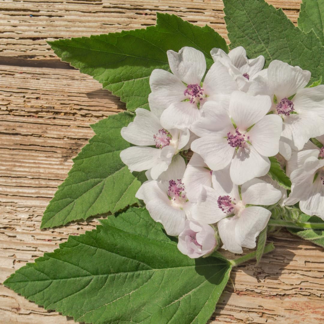 Aromatic Jovvily Marshmallow Root tea brew with inviting fragrance.