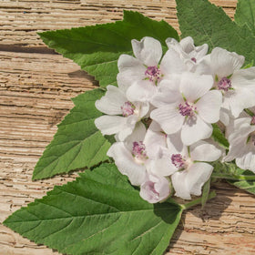 Aromatic Jovvily Marshmallow Root tea brew with inviting fragrance.