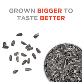 JUMBO SUNFLOWER SEEDS close-up of roasted kernels with salt crystals.
