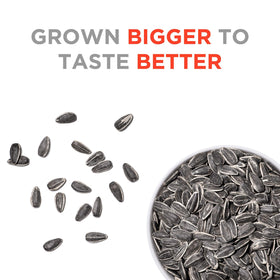 Jumbo Sunflower Seeds Ranch package shot: low-sodium, big flavor.